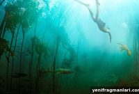 My Octopus Teacher (2020) Review: Netflix Documentary Explained