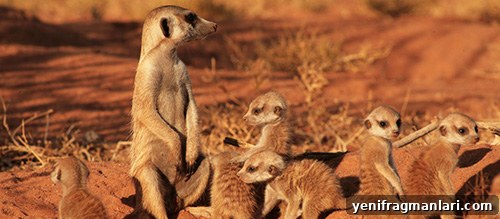 100 Must-See BBC Films: Classics and Hidden Gems 29 The Meerkats