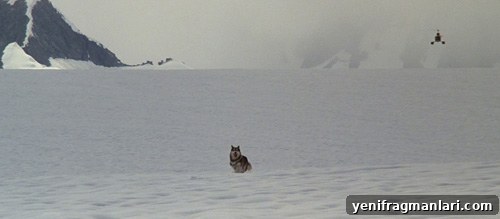 10 Iconic Moments from John Carpenter's The Thing 6 Helicopter dog chase