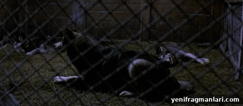 10 Unforgettable Scenes from The Thing 9 Dog cage sequence with horrific transformation