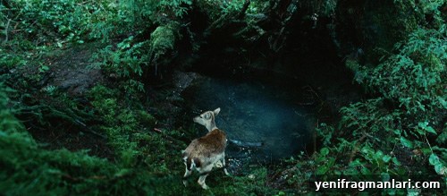 Twilight opening deer