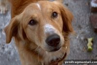 A Dog’s Purpose Producer Says Dog Was Not in Danger